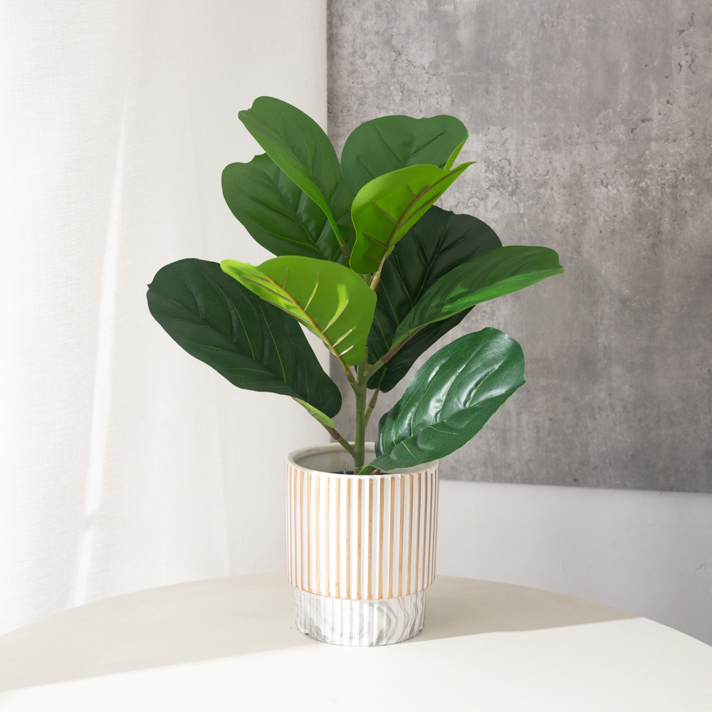 Ficus Lyrata Tree - 38 سنتيمتر 9 الشوك نباتات اللبخ