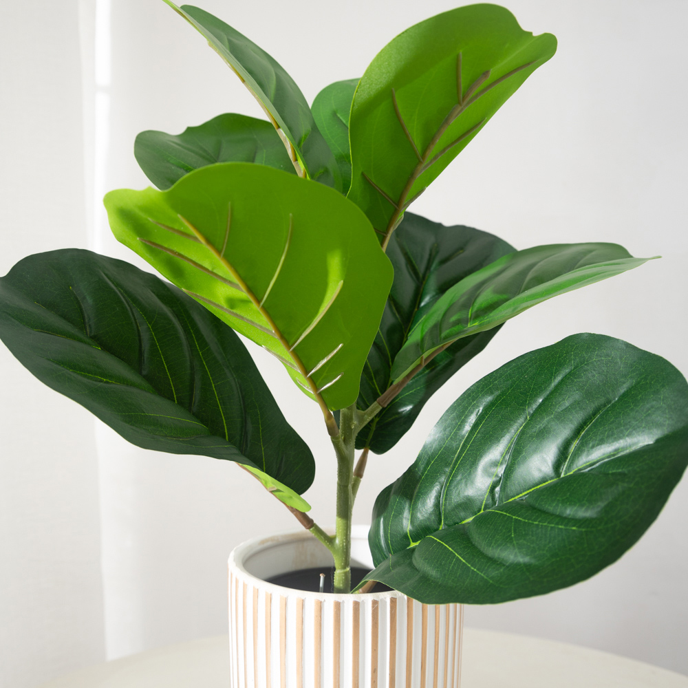 38 سنتيمتر 9 الشوك نباتات اللب - مراجعة Ficus Lyrata Tree وسعره