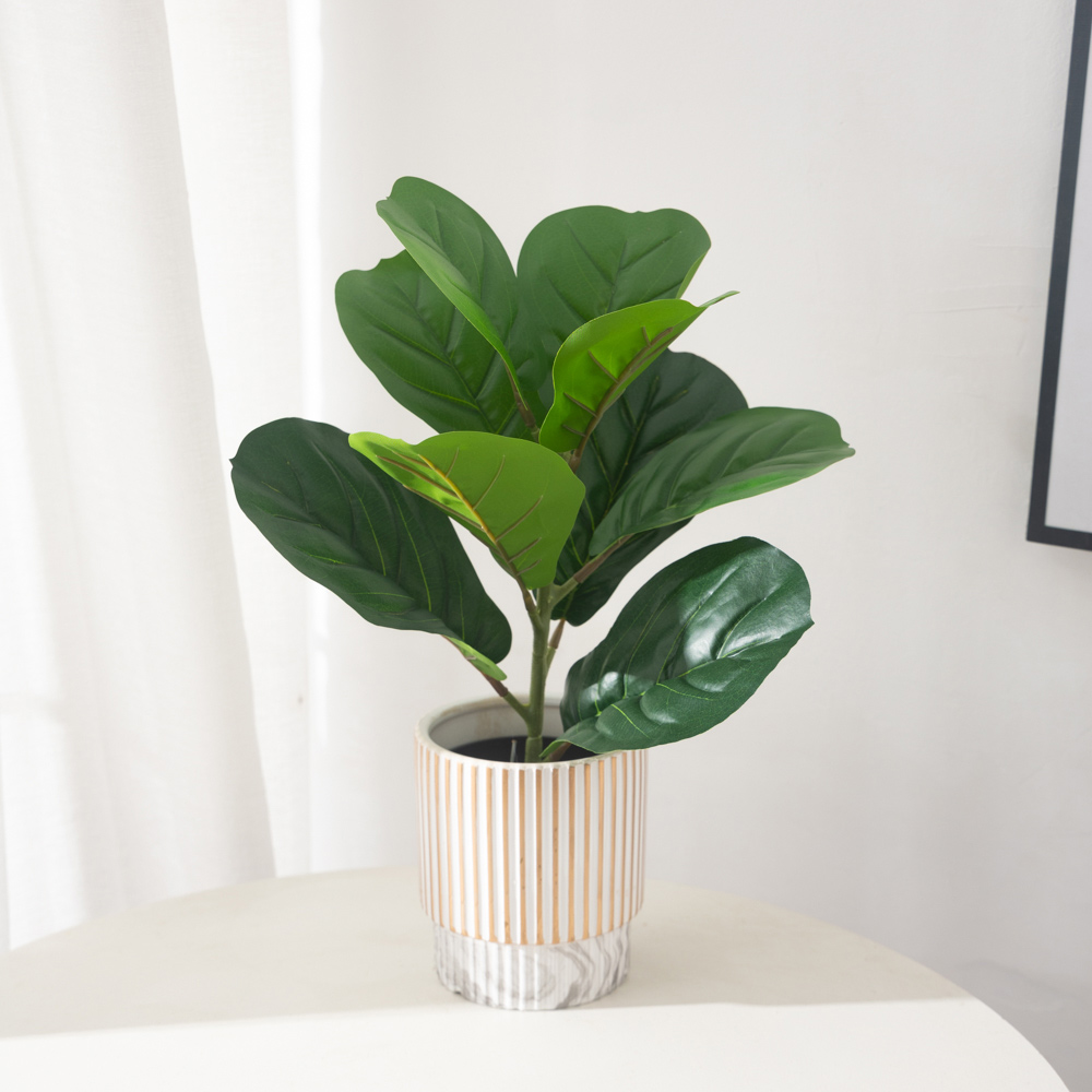 38 سنتيمتر 9 الشوك نباتات اللب - مراجعة Ficus Lyrata Tree وسعره